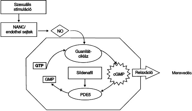 diabetes mellitus és merevedés)