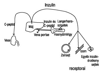 peptid kezelés során a diabetes